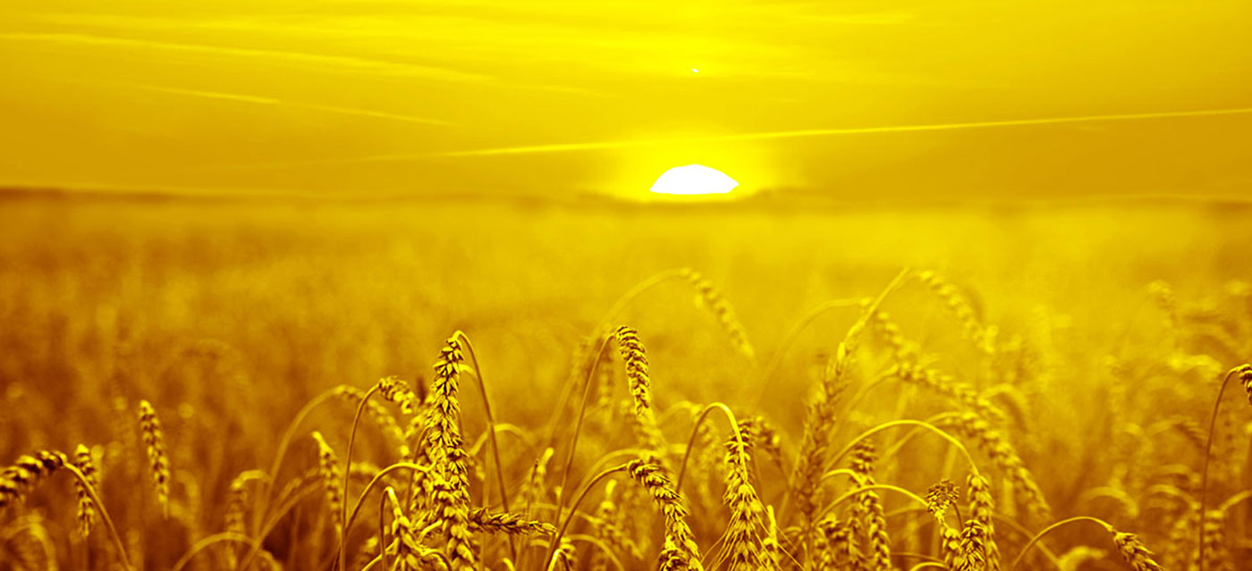 موږ د رنګ حل وړاندیز وړاندیز کوو